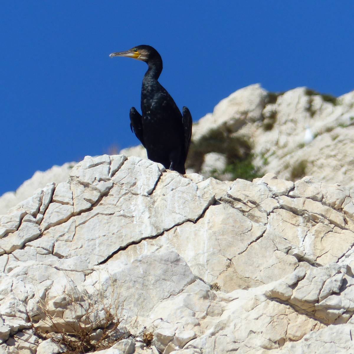 location d'un bateau pour visiter les calanques de marseille